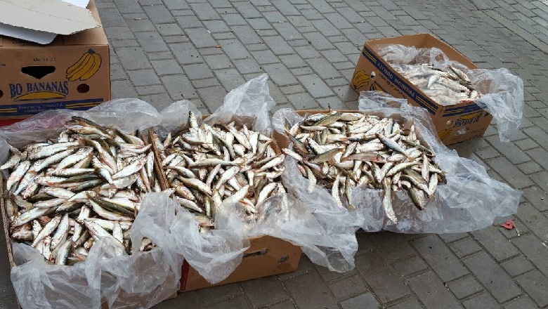 Njoftohen nga kalimtarët dhe klientët, AKU bllokon 200 kg peshk në tregjet e Fierit dhe Lushnjës