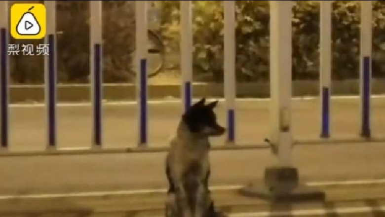Qeni pret për 80 ditë në rrugën ku vdiq i zoti, videoja virale prek përdoruesit e rrjeteve sociale (Video)