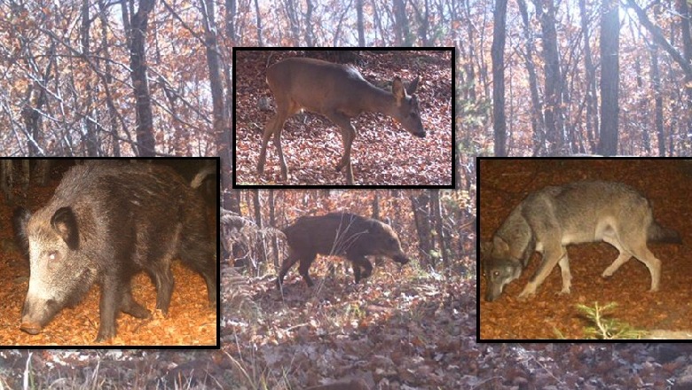 Nga kaprolli te derri i egër, kamerat 'kurth' filmojnë kafshët e mbrojtura në Parkun Shebenik-Jabllanicë (Foto)