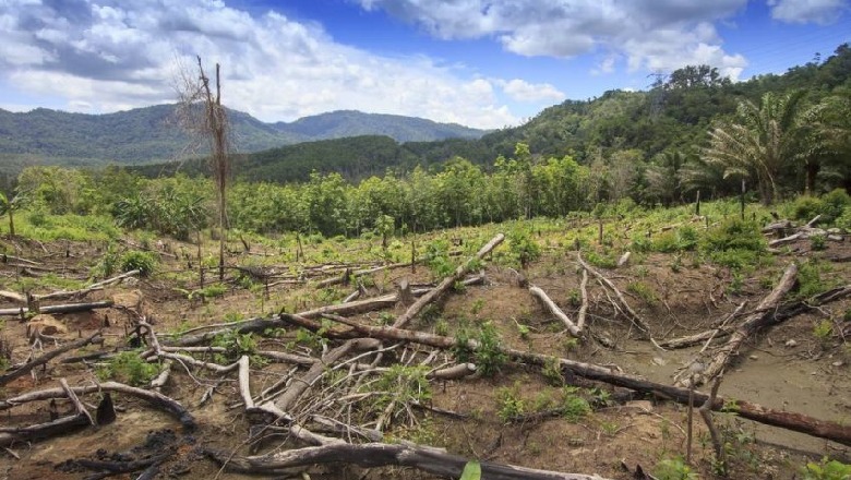 Shqipëria, ndër vendet me më pak pyje në Europë, vetëm 28% e sipërfaqes e gjelbëruar