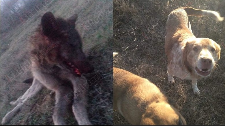 Dëbora e dendur zbret ujqërit e uritur në Dibër, ‘kërdi’ tek bagëtitë e zonës, përballen me qentë (FOTO)