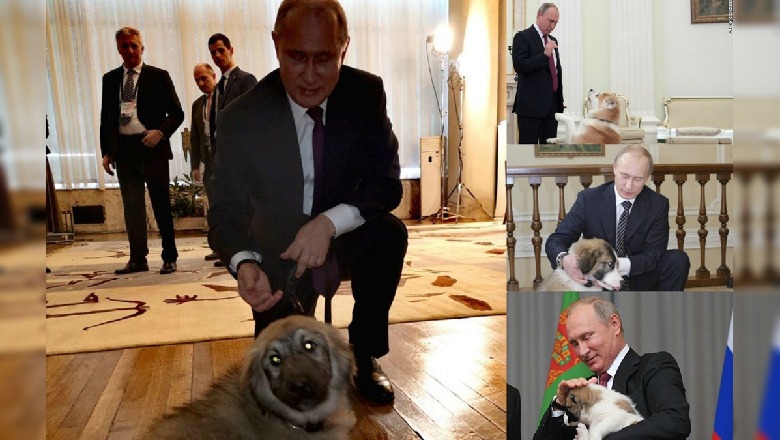 Vuçiç i dha një qen sharri Putinit, kush janë shtetet e tjera që i kanë dhuruar presidentit një mik ‘besnik’