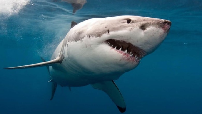 Australi, peshkaqeni sulmon sërfistin/ Autoritet mbyllin plazhin