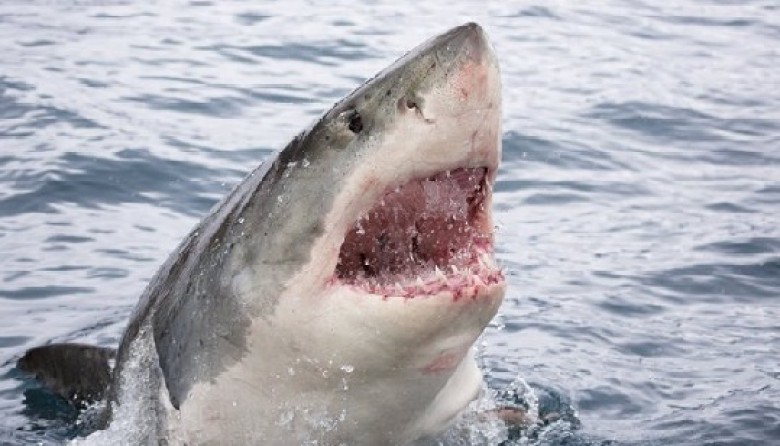 Shkencëtarët gjejnë çelsin për shërimin e kancerit dhe jetëgjatësinë, sekreti fshihet tek peshkaqeni i bardhë 
