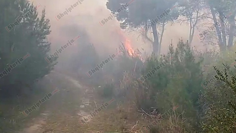 U vuri zjarrin shkurreve, u dogj pylli/ Kapet zjarrvënësi në Mallakastër