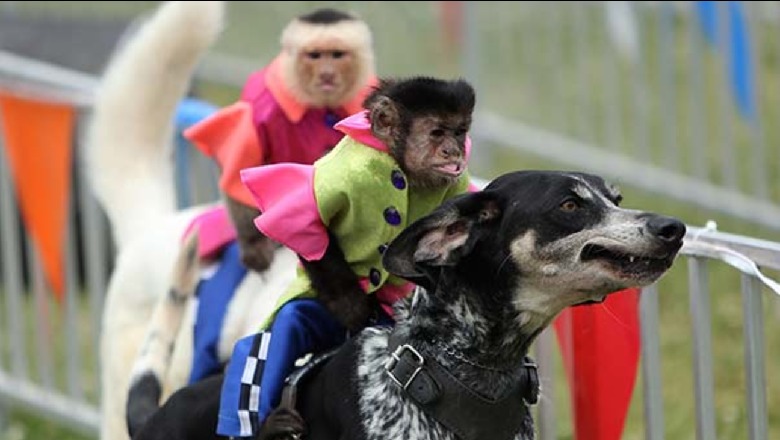Majmunët kalorës garojnë në 'Banana Derby' 