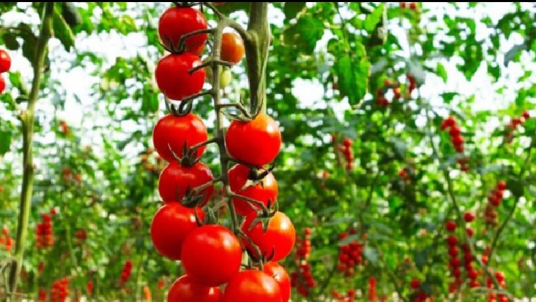 Në BE, më shumë domate shqiptare se Greqia, Serbia, Rumania e Kroacia marrë bashkë