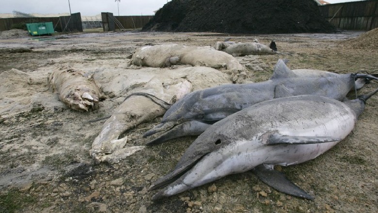 Katastrofa mjedisore, qindra delfinë të ngordhur 'mbushin' bregdetin francez