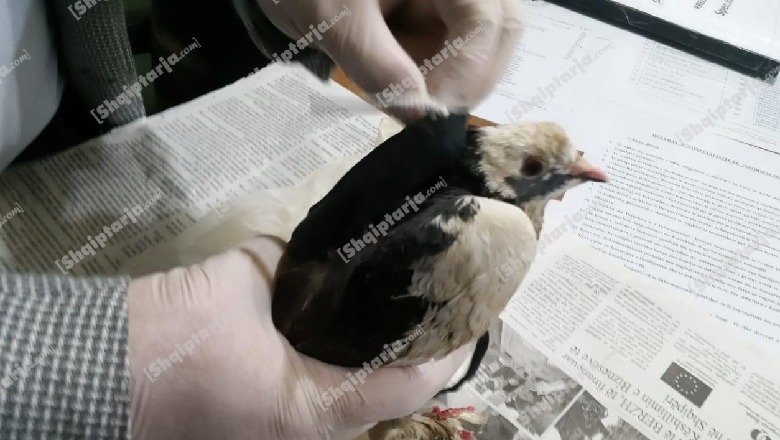 Krahu i djathtë i të burgosurve! 'Arrestohet' pëllumbi postier 'ngarkuar' me celular (FOTO)