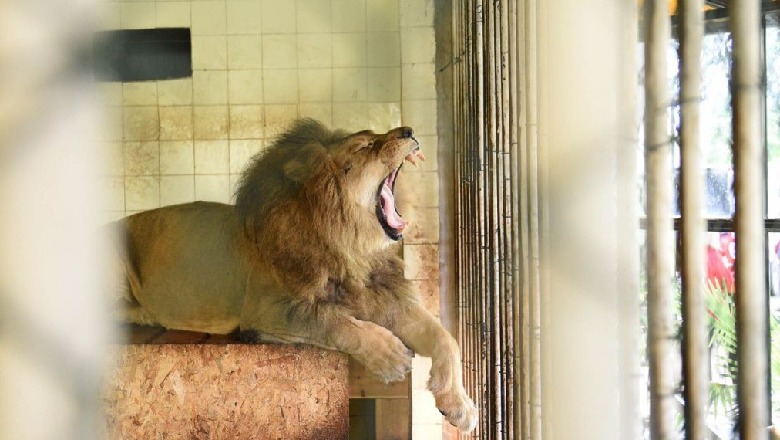 Luanët e shpëtuar në Fier, drejt Holandës 