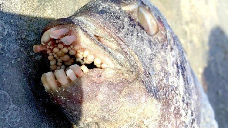 Gjendet në breg krijesa e rrallë, peshku me dhëmbë njeriu (FOTO)