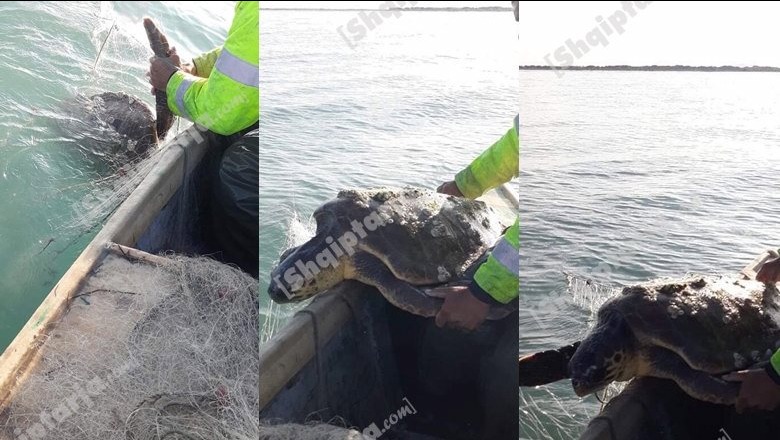 Kishte ngecur në rrjetat e peshkatarëve, shpëtohet një breshkë gjigande