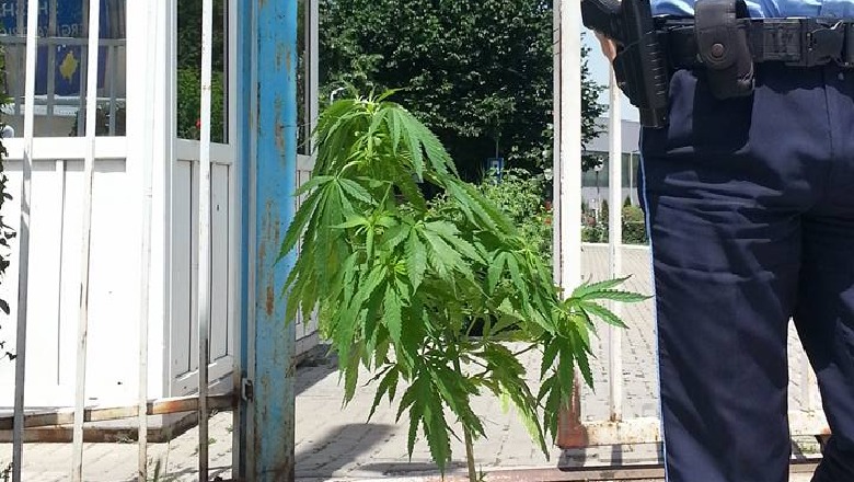 Çuditet policia kosovare, gjen bimën e kanabisit para ndërtesës së Qeverisë 