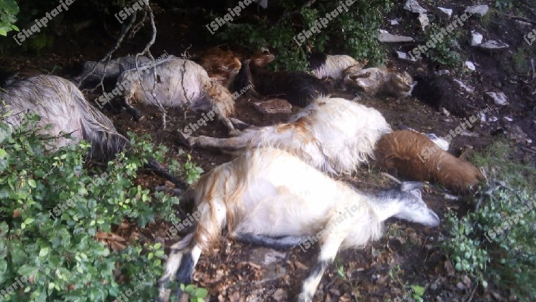 Rrufeja ''vret'' tufën me 28 dhi në Klos, shpëton çobani (FOTO)