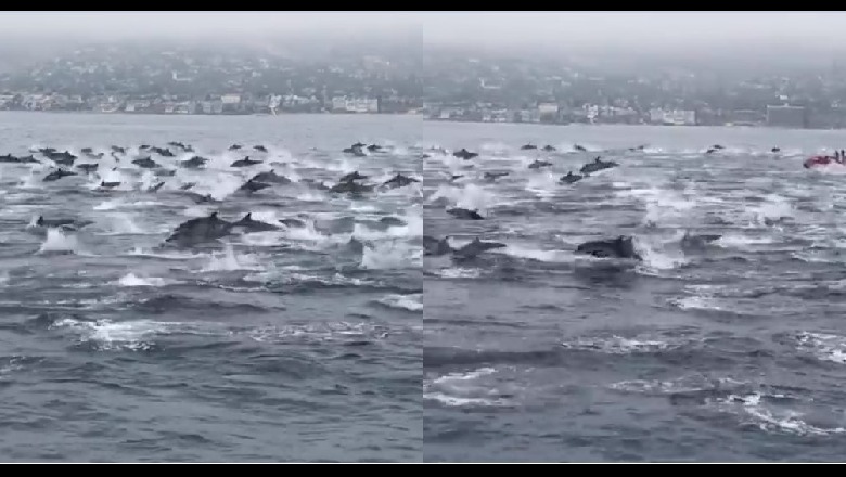 'Kuajt e egër të detit', Mbi 100 delfinë dhurojnë spektakël (VIDEO)