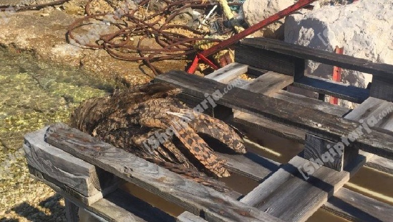 Gjendet e ngordhur një shqiponjë në Sazan, specialistët japin alarmin: Me kohën do mbetet thjesht një simbol (FOTO)