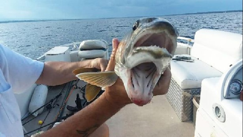 Mos e beso po deshe! Kapet peshku me dy gojë (FOTO)