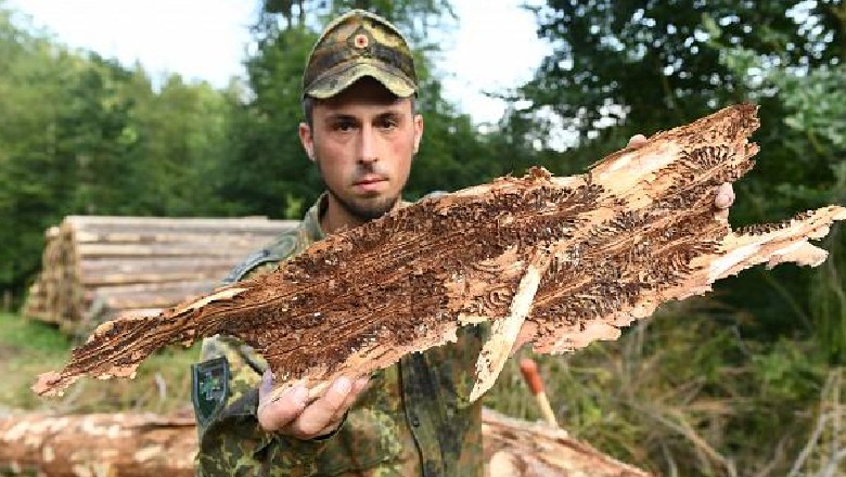 Gjermani/pyje në rrezik, ushtria në luftë me brumbujt