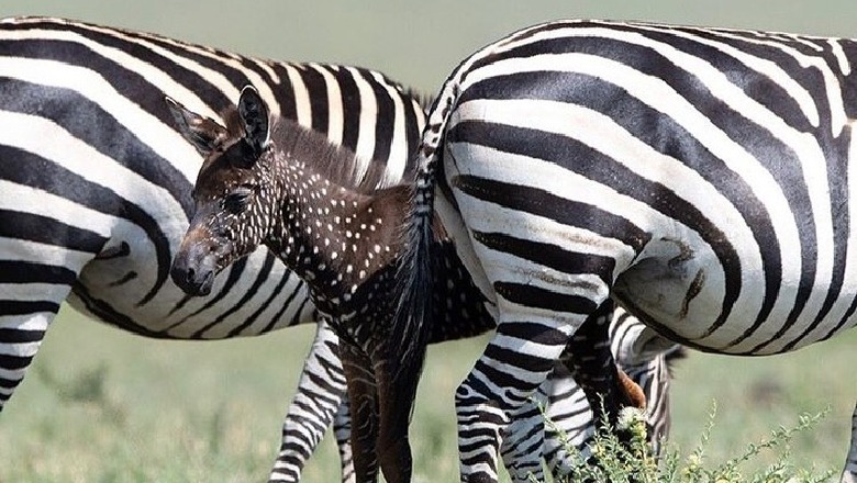 Fotografohet zebra e rrallë (FOTO)  
