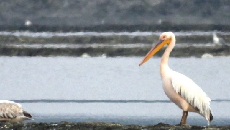 FOTO/Moratoriumi i gjuetisë sjell në Nartë pelikanin më të rrallë në botë