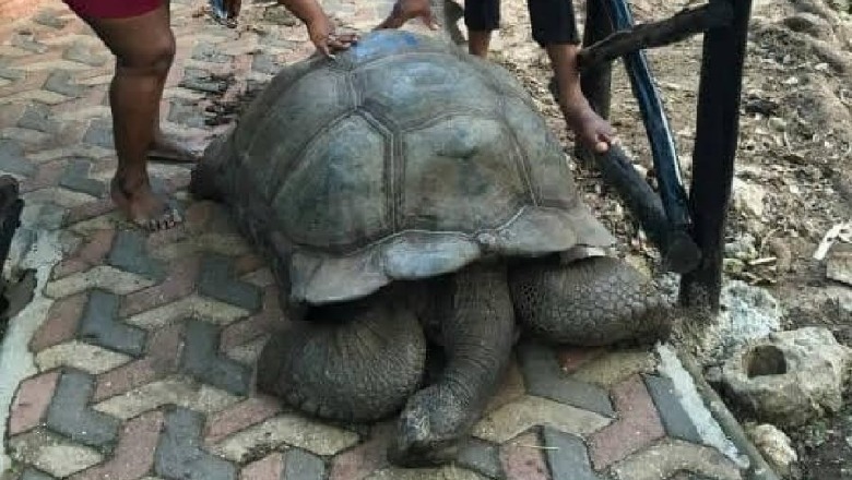 Ngordh breshka më e vjetër në botë në moshën 344-vjeçare (FOTO)