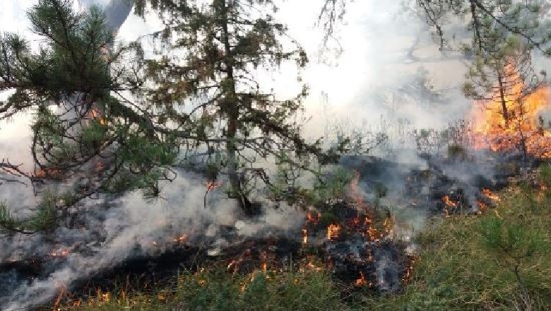 Shiu shpëton shkrumbimin e Nikolicës, në 5 ditë u dogjën 50 hektarë pyje - Nisin hetimet