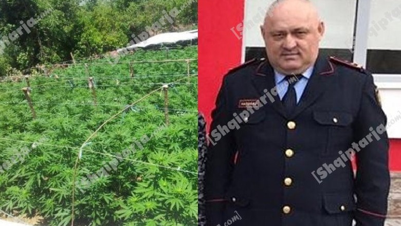 Ekskluzive/ Lejuan mbjelljen e 3 mijë rrënjëve kanabis për 50 mijë €?! Në hetim zyrtarët e lartë të policisë Librazhd e Elbasan