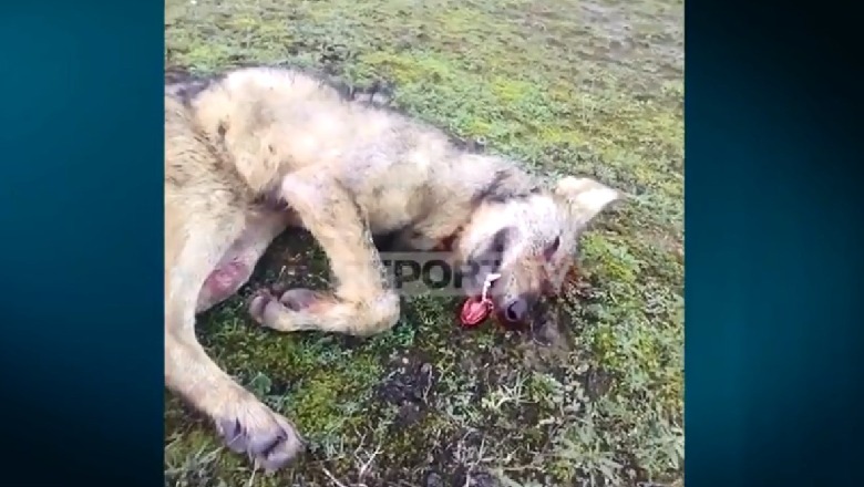 Masakrimi i ujkut në Mat, reagon shoqata: Policia të vendosë drejtësinë në vend! Mos përsëritet më