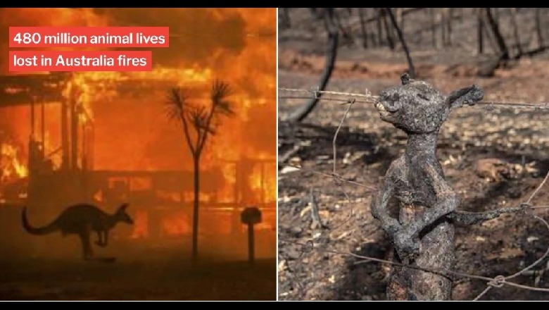 Australia nën 'pushtetin' e zjarreve/ Pamjet dramatike, zhduken nga flakët rreth 500 milionë kafshë