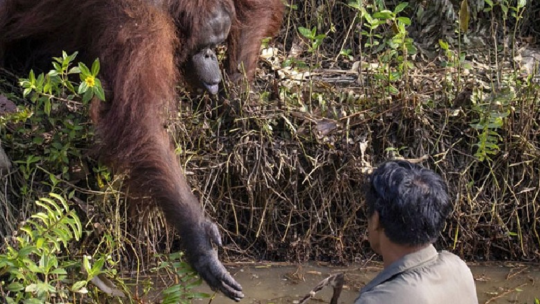 Momenti i papërsëritshëm, orangutangu zgjat dorën që të ndihmojë biologun në pellg (FOTO+VIDEO)