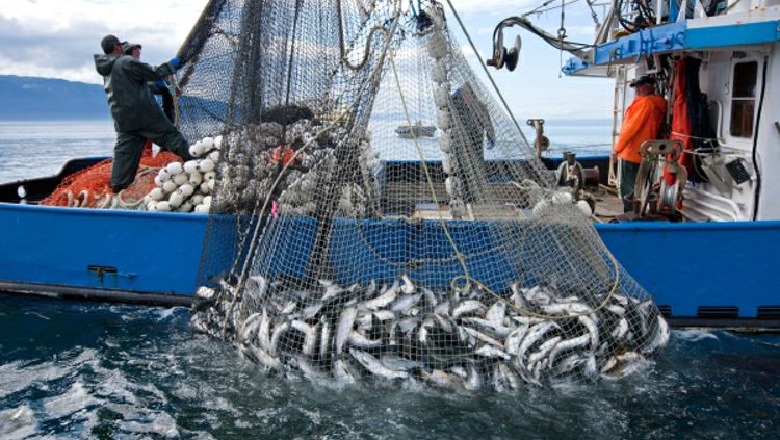 Buxheti 2026 do të mbështesë sektorin e peshkimit me 580 milionë lekë  ministri Salla  10  më shumë se një 1 vit më parë