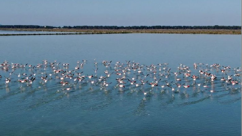 Flamingot 'pushtojnë' lagunën e Nartës (VIDEO)