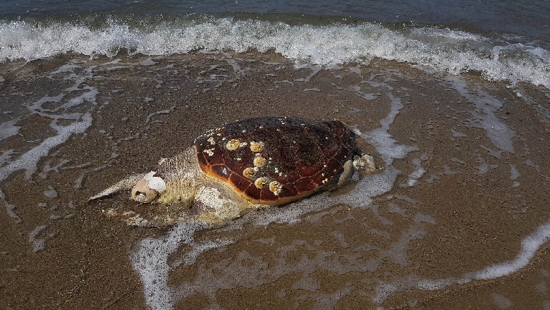 Breshka tipike mesdhetare Carreta Carreta gjendet e ngordhur në bregun e Malit të Robit