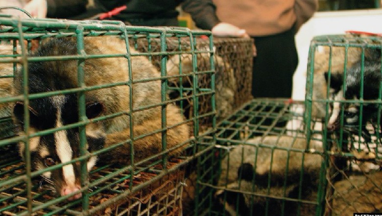 Covid-Wuhani ndalon konsumimin e kafshëve të egra