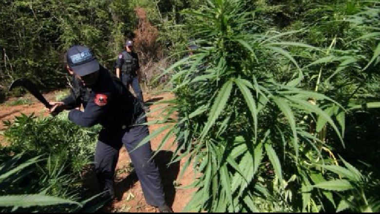 Tentoi të kultivonte bimë narkotike, policia zbulon parcelat me drogë në Dibër