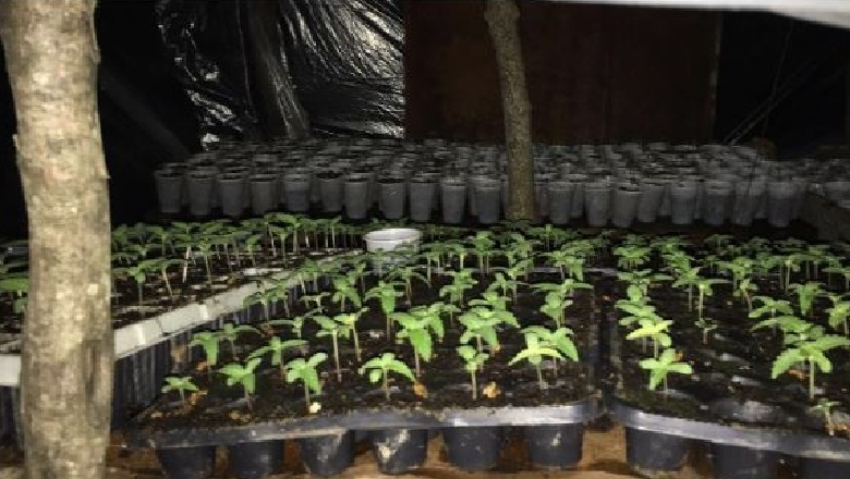 Mbollën 1100 rrënjë kanabis në Mallakastër, kapen 3 kultivuesit, një tjetër në kërkim! Mes të arrestuarve dhe një i mitur