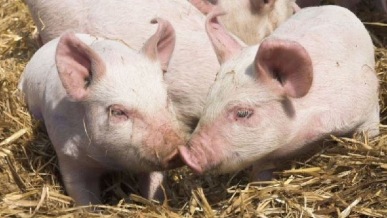 Kina zbulon një tjetër virus të frikshëm tek derrat! Transmetohet tek njerëzit dhe mund të kthehet në pandemi