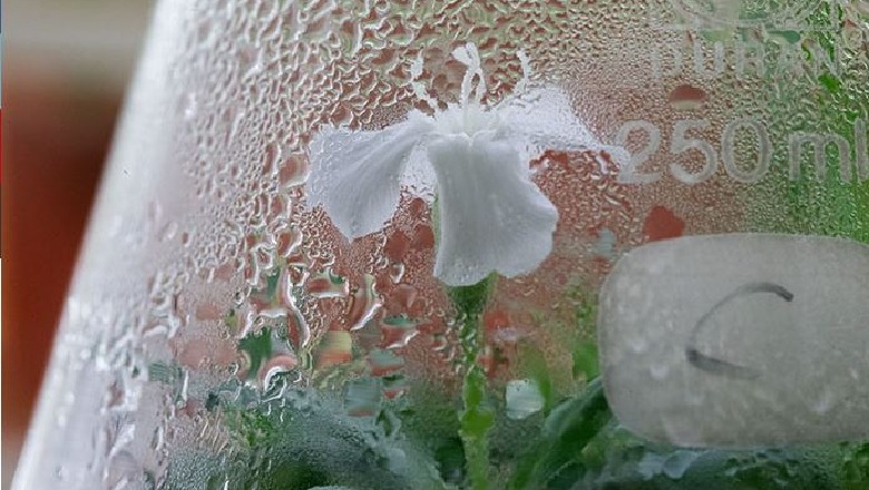 Çel lulja e bardhë nga fara 32-mijëvjeçare e gjetur në akujt e Siberisë