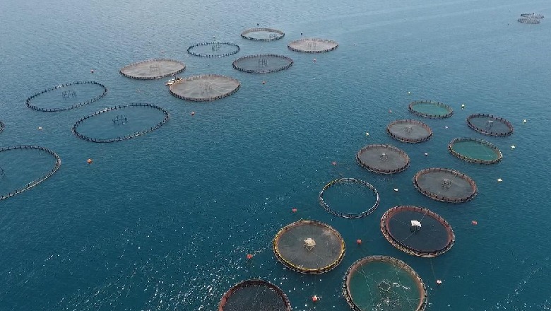 Zhvillimi i akuakulturës, Çuçi në Vlorë: Shqipëria ka kapaciteti rreth 10 mijë ton peshk në vit 