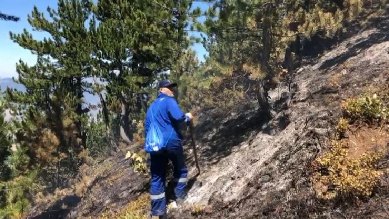 Vendoset nën kontroll zjarri në malin e Gjallicës, drejtori i zjarrfikëses: Të dielën u riaktivizua për shkak të erës