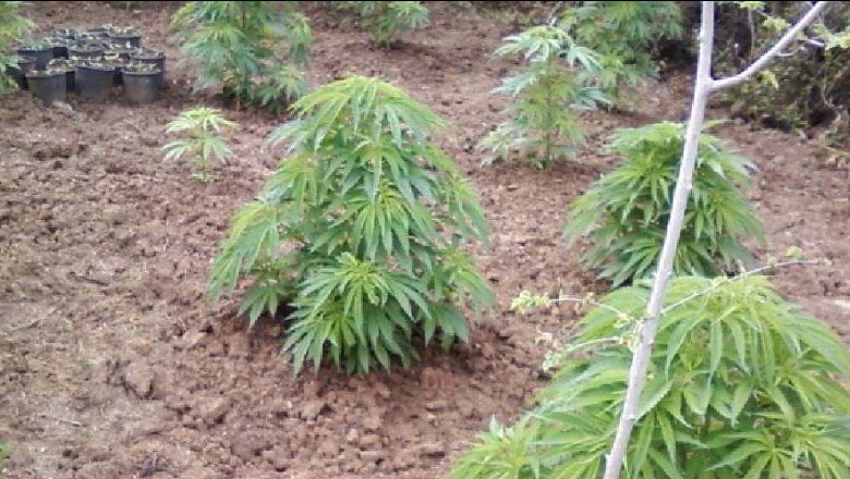 Kultivuan 270 rrënjë kanabis, 4 të arrestuar në Fier