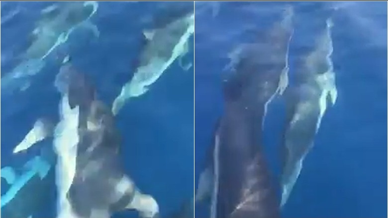 Një grup delfinësh dhurojnë spektakël në Jalë...VIDEOJA fantastike nga bregdeti shqiptar dhe një arsye më shumë pse duhet të 'pushoni shqip'