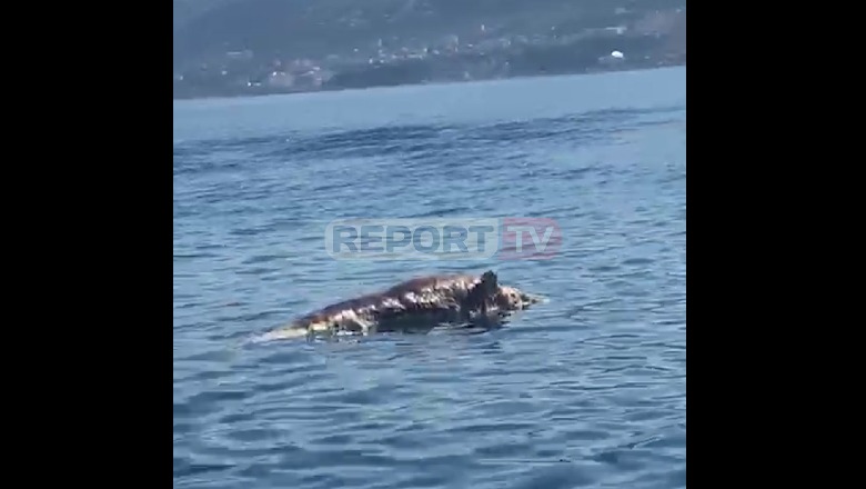 Turistët përballen me një pamje të trishtë/ Delfini i ngordhur pluskon në ujërat e Gjirit të Vlorës (VIDEO)