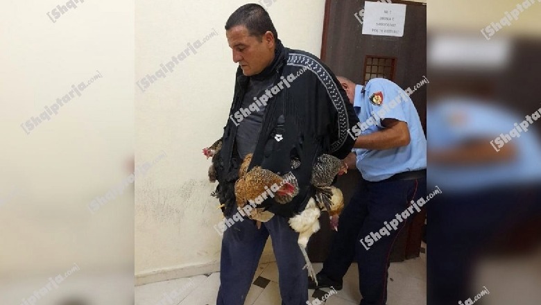 3 në një anë dhe 2 në anën tjetër 'të fshehura' poshtë bluzes...fotoja qesharake nga arrestimi i hajdutit të pulave në Kavajë! Akuza kërkon burg 