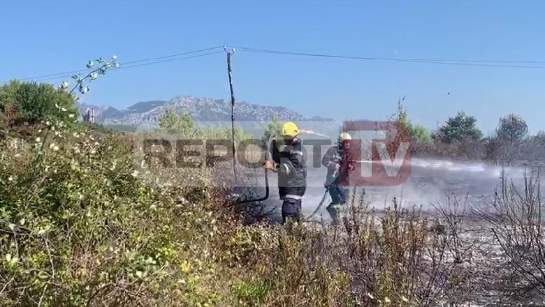 Zjarri përpin pisha, vreshta e shkurre në Fushë Krujë, në rrezik disa banesa dhe një stallë