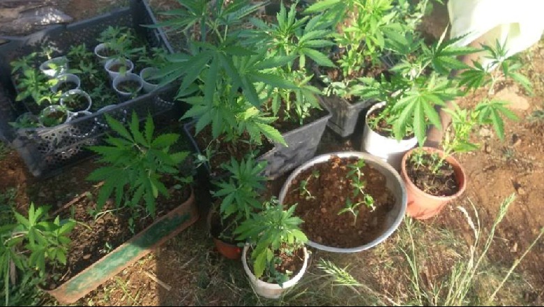 Plas droga në Tepelenë, gjenden bimë narkotike në banesat e tre personave