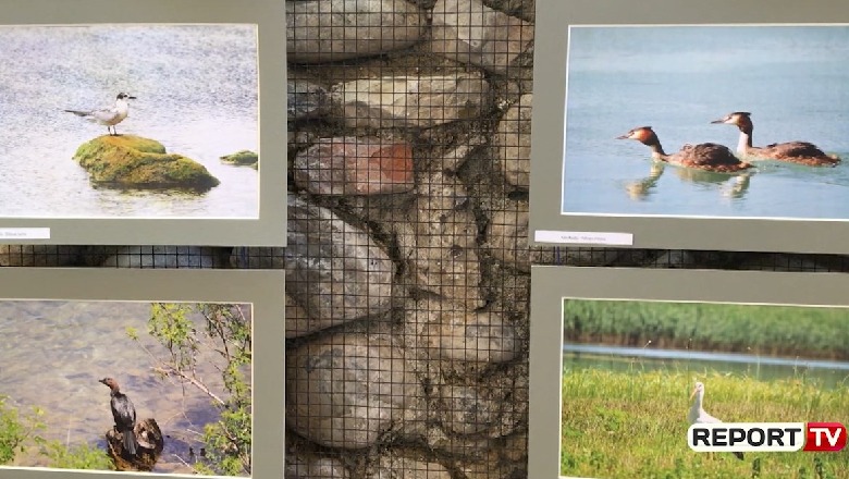 “Biodiversiteti përmes 100 fotografive”, ekspozitë në Shkodër (VIDEO)