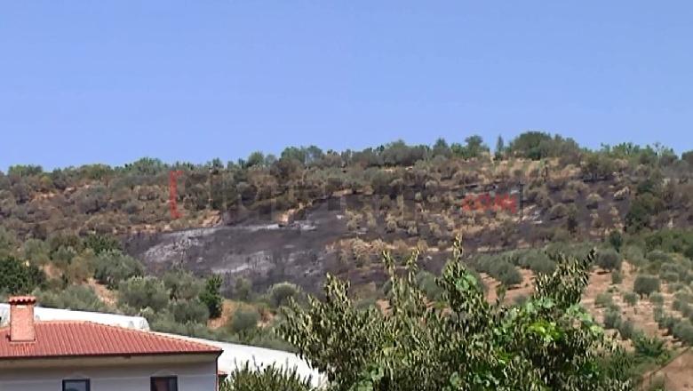 Zjarri në Karbunarë, digjen 100 hektarë ullinj, banorët: Dëmi është i madh për herë të dytë