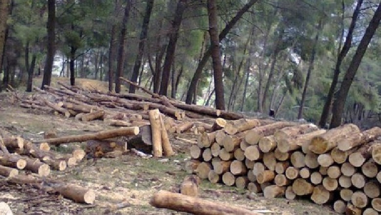 Prenë pyjet në mënyrë të paligjshme në Berat, procedohen penalisht dy persona