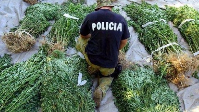Gratë e Vlorës 'zbarkojnë' në pyll për të mbjellë drogë, policia i kap në flagrancë dhe u vë prangat